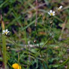 Attēlu rezultāti vaicājumam “Linum catharticum flower”