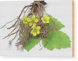 Attēlu rezultāti vaicājumam “Potentilla erecta fruit”