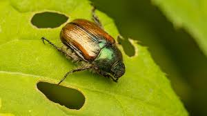 Attēlu rezultāti vaicājumam “Phyllopertha horticola”