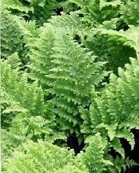 Attēlu rezultāti vaicājumam “Dryopteris dilatata”