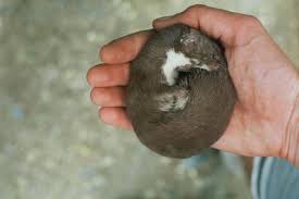 Attēlu rezultāti vaicājumam “Mustela nivalis adult”