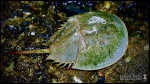 Image result for Limulus polyphemus