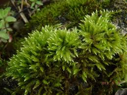 Attēlu rezultāti vaicājumam “Sciuro-hypnum reflexum”