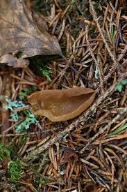 Attēlu rezultāti vaicājumam “Otidea leporina”