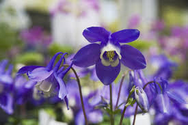 Image result for Aquilegia