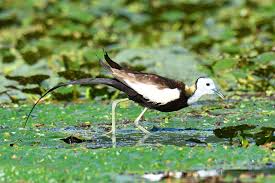 Image result for 붶