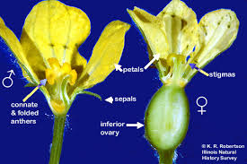 Attēlu rezultāti vaicājumam “Cucurbitaceae”