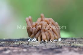 Attēlu rezultāti vaicājumam “Heterotrichia obvelata (syn. Arcyria obvelata) spores”