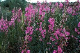 Image result for Epilobium angustifolium