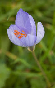 Attēlu rezultāti vaicājumam “Crocus speciosus”
