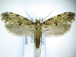 Attēlu rezultāti vaicājumam “Morophaga choragella”