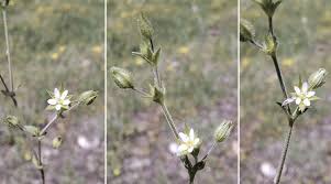 Attēlu rezultāti vaicājumam “Arenaria serpyllifolia flower”