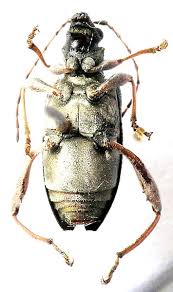 Attēlu rezultāti vaicājumam “Donacia dentata”