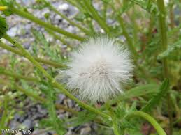 Attēlu rezultāti vaicājumam “Senecio vernalis”