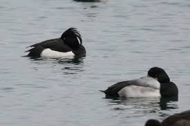 Image result for Aythya fuligula