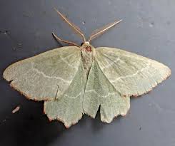 Attēlu rezultāti vaicājumam “Thalera fimbrialis”