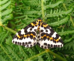 Attēlu rezultāti vaicājumam “Abraxas grossulariata”