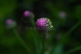 Attēlu rezultāti vaicājumam “Centaurea jacea bud”