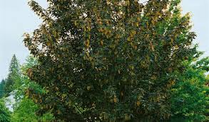 Attēlu rezultāti vaicājumam “Acer pseudoplatanus fo. purpurascens”