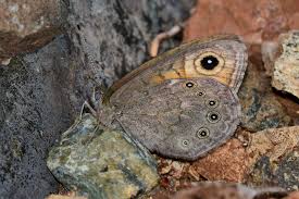 Attēlu rezultāti vaicājumam “Lasiommata maera underside”