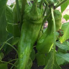 Afbeeldingsresultaat voor numex chimayo hot pepper