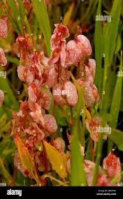 Attēlu rezultāti vaicājumam “Rumex aquaticus bud”