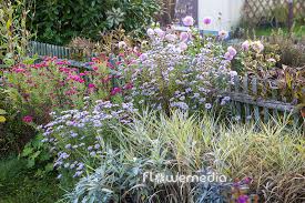 Image result for Aster novi-belgii