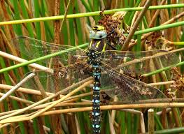 Attēlu rezultāti vaicājumam “Aeshna juncea”