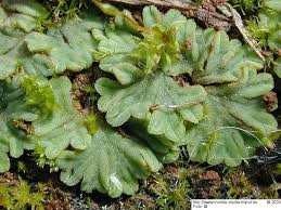 Attēlu rezultāti vaicājumam “Riccia sorocarpa”