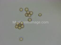 Attēlu rezultāti vaicājumam “Stemonitis axifera var. smithii macro”