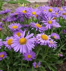 Image result for Aster alpinus