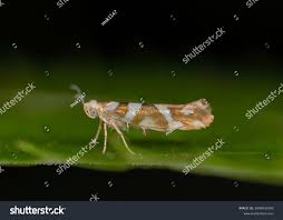 Attēlu rezultāti vaicājumam “Argyresthia goedartella”