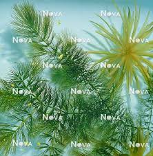 Attēlu rezultāti vaicājumam “Ceratophyllum submersum leaf”