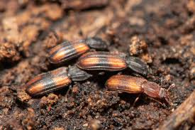 Attēlu rezultāti vaicājumam “Bitoma crenata”