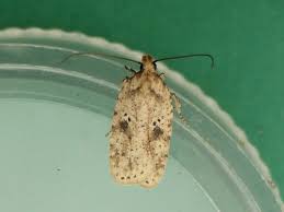 Attēlu rezultāti vaicājumam “Agonopterix aranella”