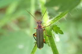 Attēlu rezultāti vaicājumam “Cantharis nigricans”