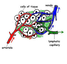 الجهاز اللمفاوي Lymph system  Images?q=tbn:ANd9GcRJHe2-XtqKm018LFmRPelwlULUQSpvF0fw3t48Hvnl2SCWJmQN