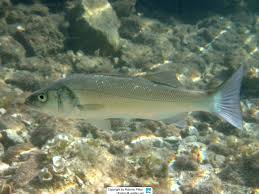 Image result for Dicentrarchus labrax