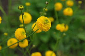 Attēlu rezultāti vaicājumam “Ranunculus acris leaf”