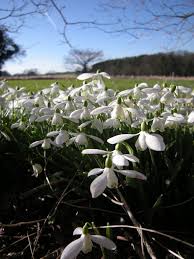 Attēlu rezultāti vaicājumam “Galanthus nivalis flower”