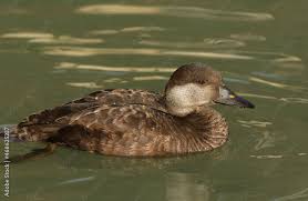 Attēlu rezultāti vaicājumam “Melanitta nigra”