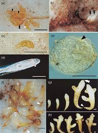 Attēlu rezultāti vaicājumam “Neottia nidus-avis bud”