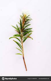 Attēlu rezultāti vaicājumam “Ledum palustre”