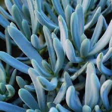 Attēlu rezultāti vaicājumam “Senecio”