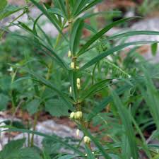 Attēlu rezultāti vaicājumam “Polygonatum verticillatum”