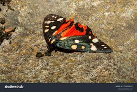 Attēlu rezultāti vaicājumam “Callimorpha dominula imago”