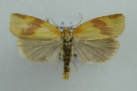 Attēlu rezultāti vaicājumam “Aphelia viburniana”