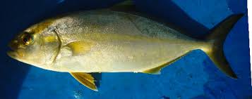 Image result for Seriola rivoliana