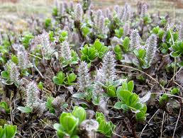 Attēlu rezultāti vaicājumam “Salix myrsinifolia female flower”