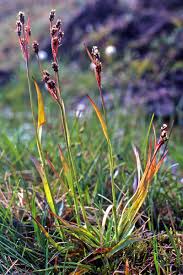 Attēlu rezultāti vaicājumam “Luzula multiflora”